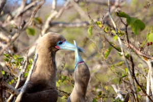 red footed boobies